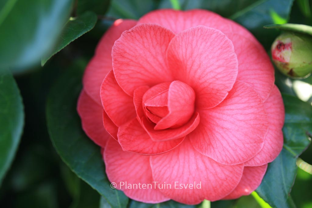 Camellia japonica 'Mathotiana' - Afbeelding 4