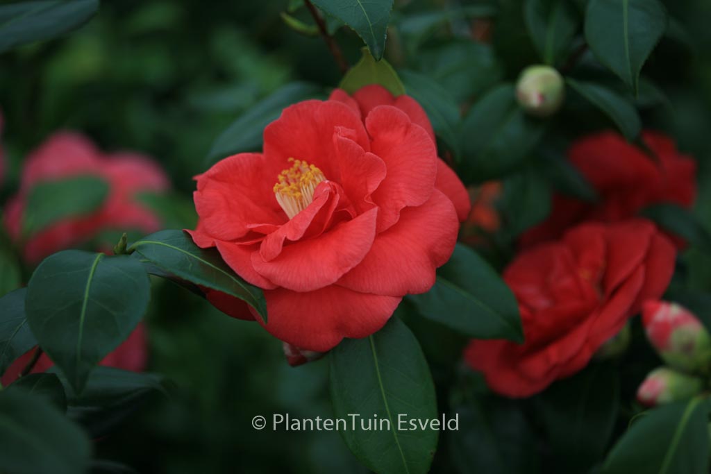 Camellia japonica 'Mathotiana' - Afbeelding 5