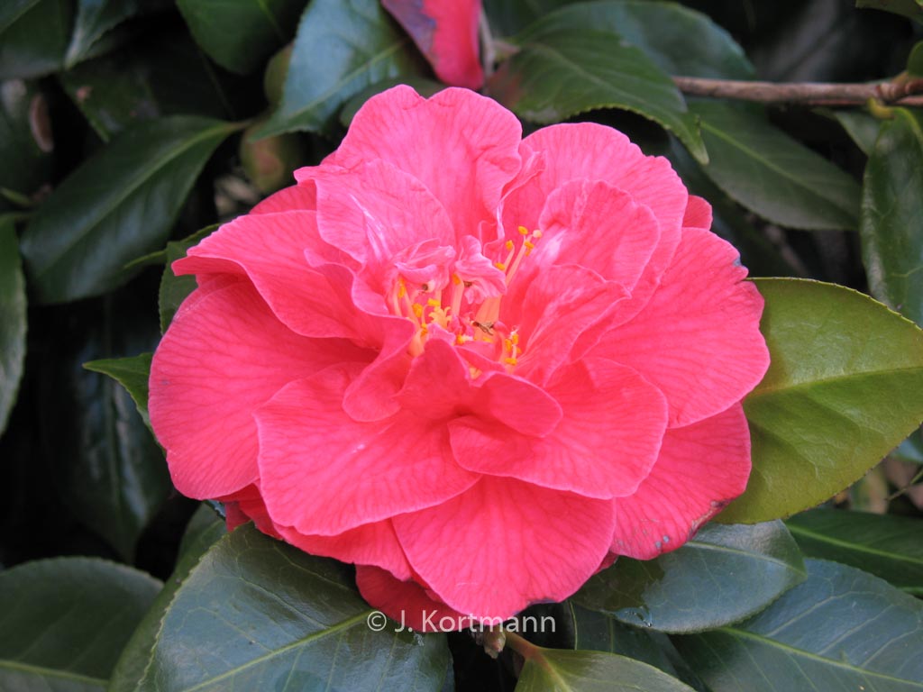 Camellia japonica 'Mathotiana' - Afbeelding 6