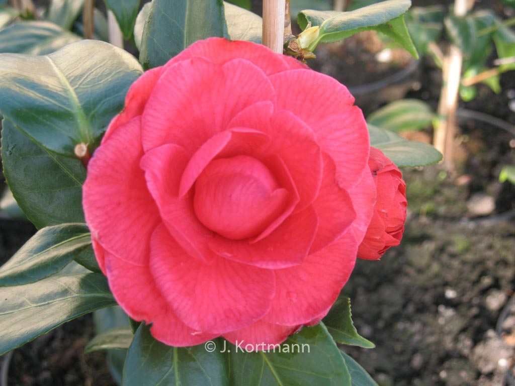 Camellia japonica 'Mathotiana' - Afbeelding 7