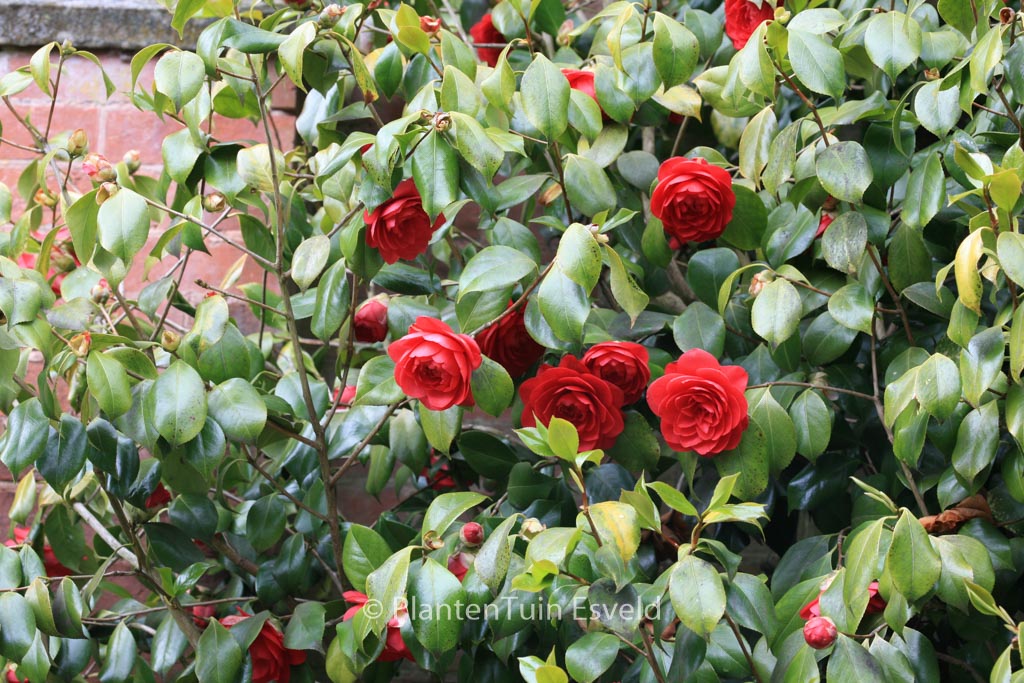 Camellia japonica 'Mathotiana' - Afbeelding 8