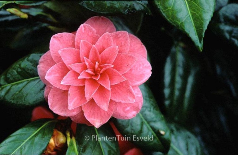 Camellia japonica 'Mathotiana'