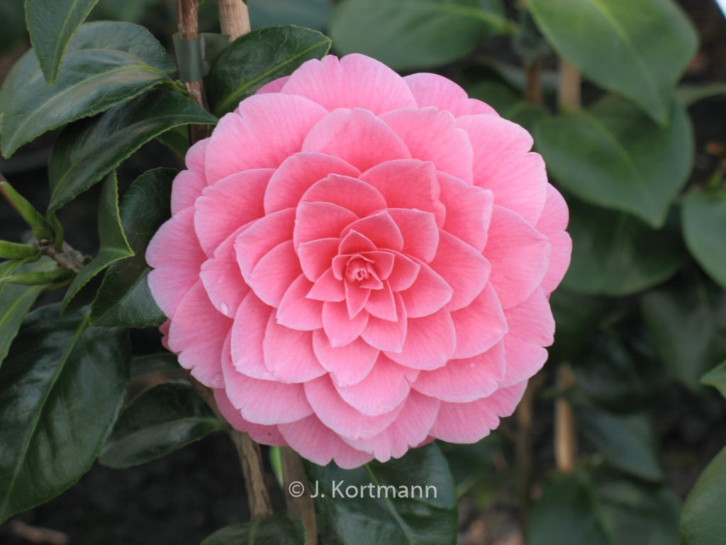 Camellia japonica 'Mrs. Tingley'