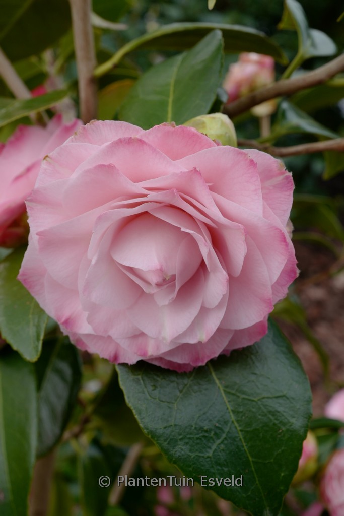 Camellia japonica 'Nuccio's Pearl' - Afbeelding 5
