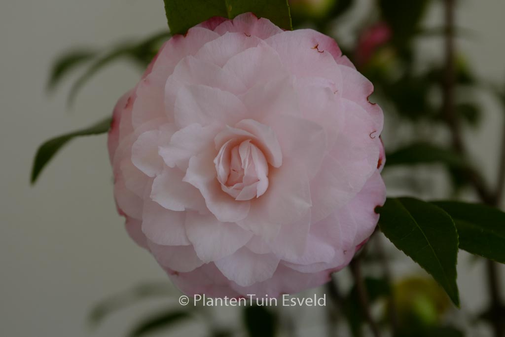 Camellia japonica 'Nuccio's Pearl'