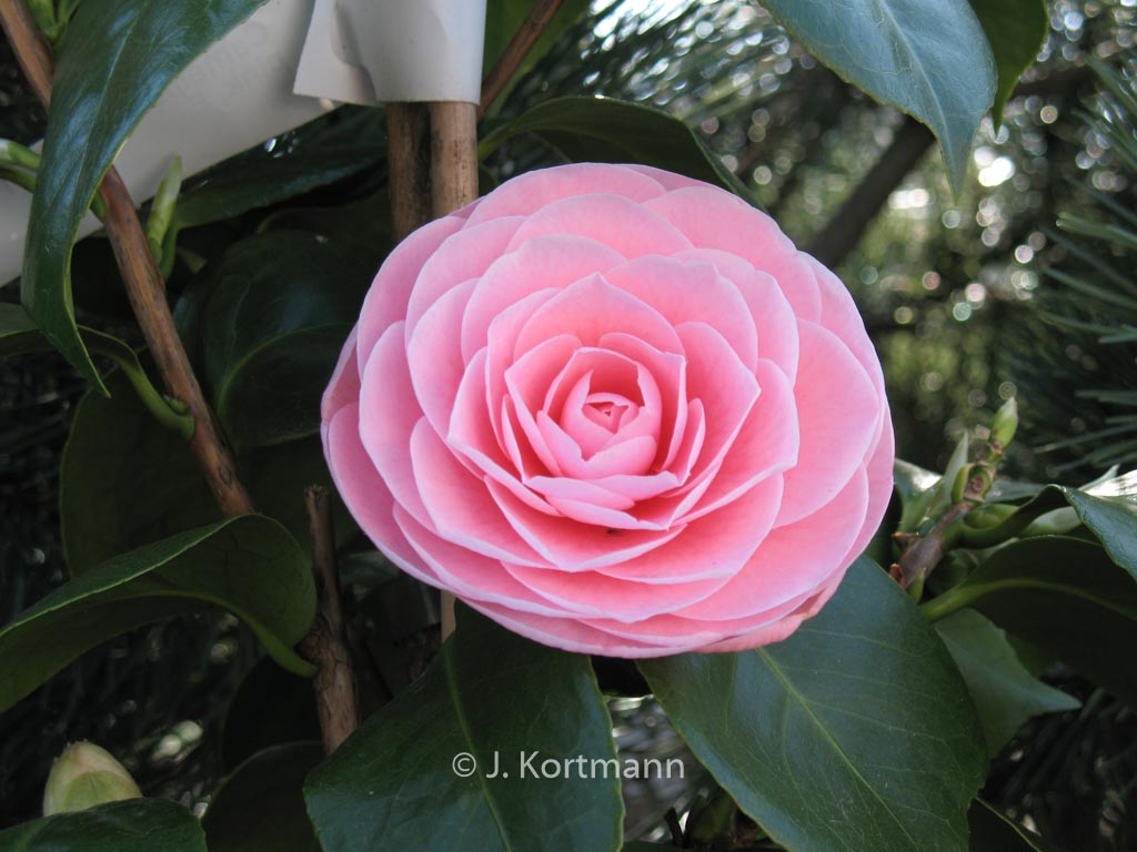Camellia japonica 'Pearl Maxwell'