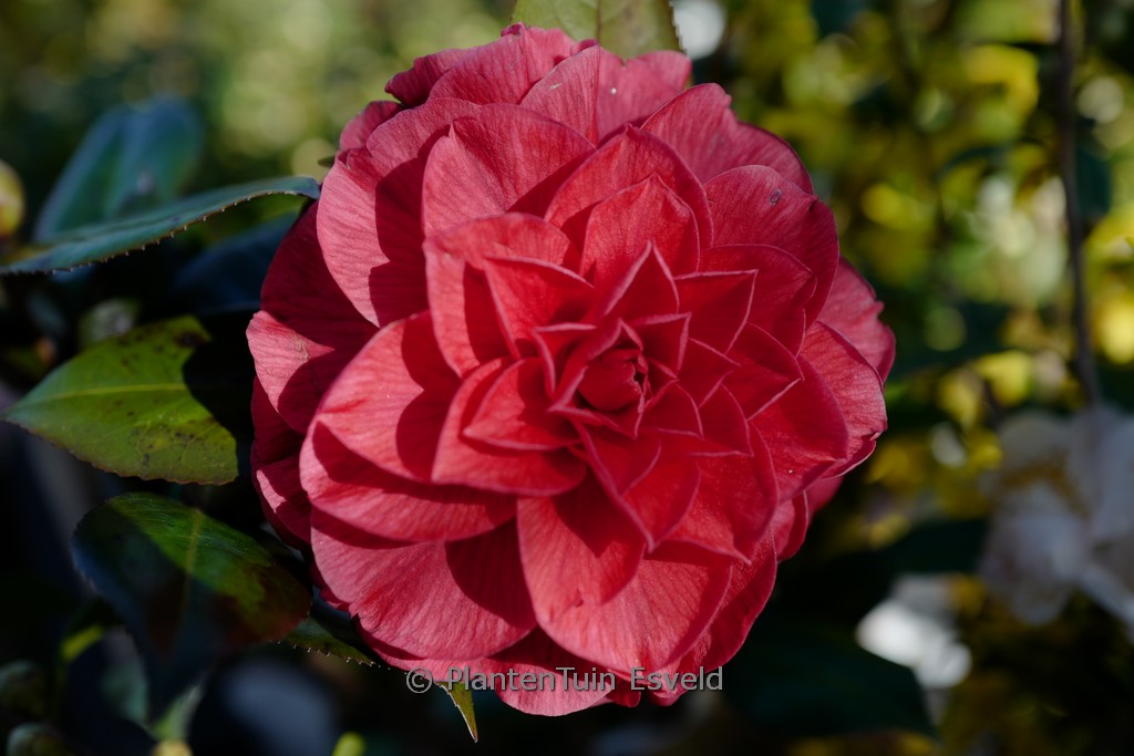 Camellia japonica 'Plateau' (Femme Fatale)