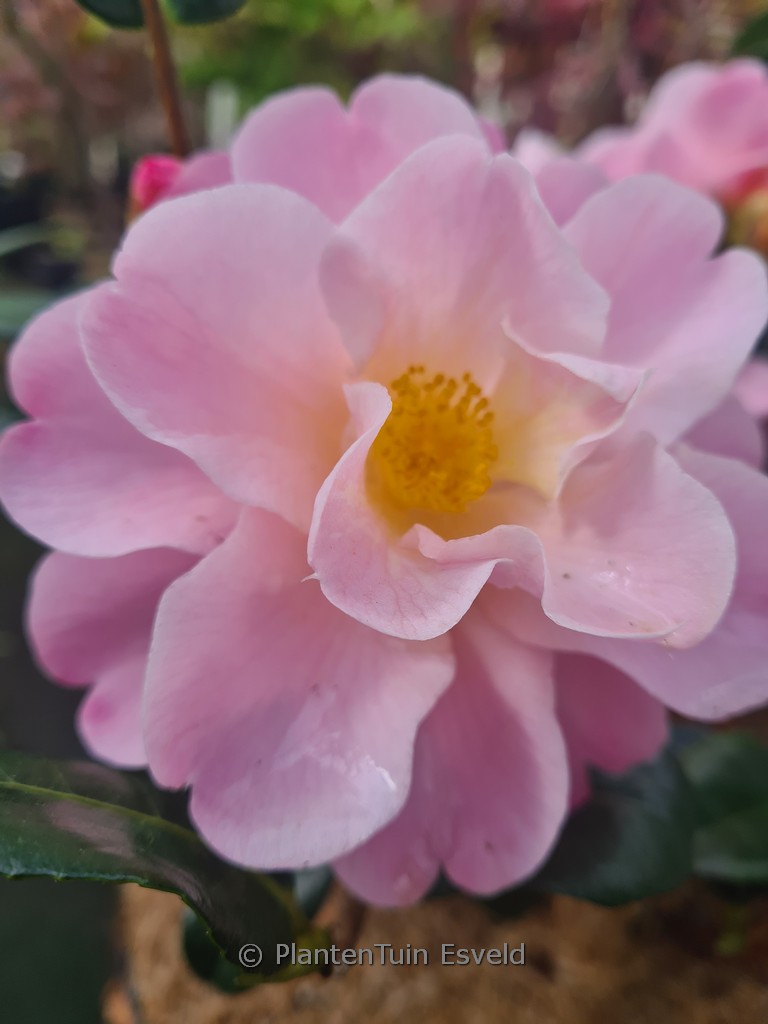 Camellia 'Nicky Crisp'