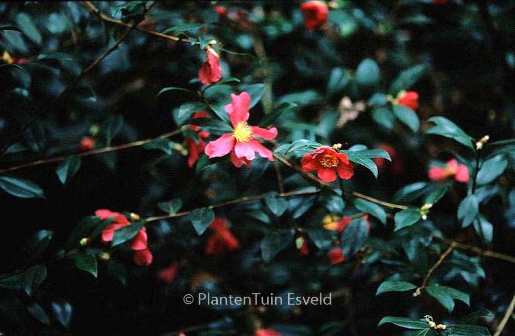 Camellia sasanqua 'Crimson King' - Afbeelding 2