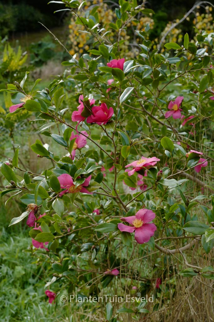 Camellia sasanqua 'Crimson King' - Afbeelding 3
