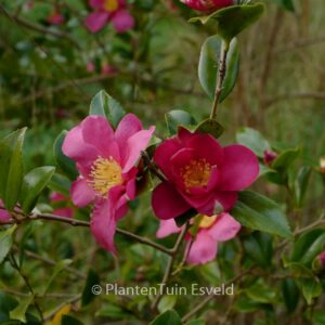 Camellia sasanqua 'Crimson King'