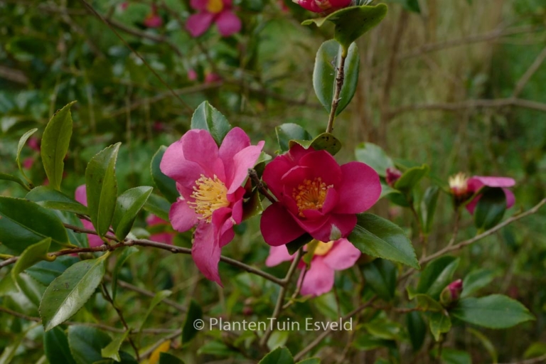 Camellia sasanqua 'Crimson King'