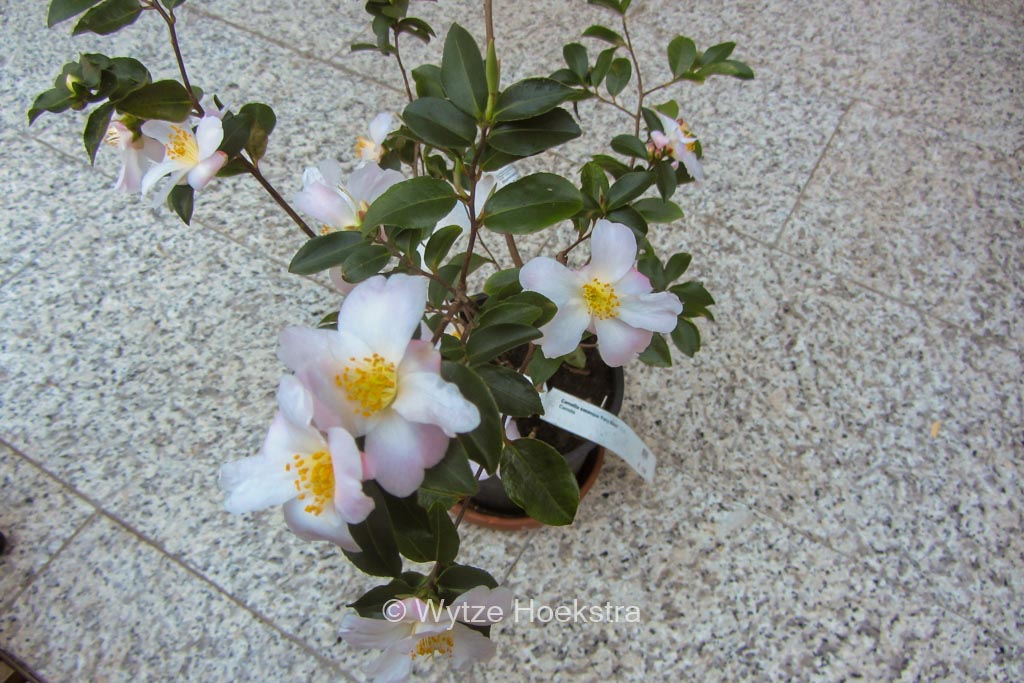 Camellia sasanqua 'Fairy Blush'