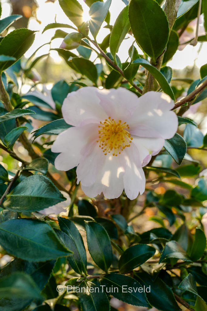 Camellia sasanqua 'Papaver'