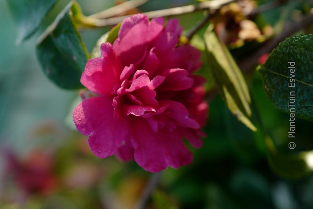 Camellia sasanqua 'Paradise Caroline'