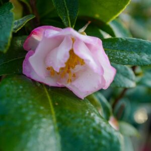 Camellia sasanqua 'Paradise Jennifer'