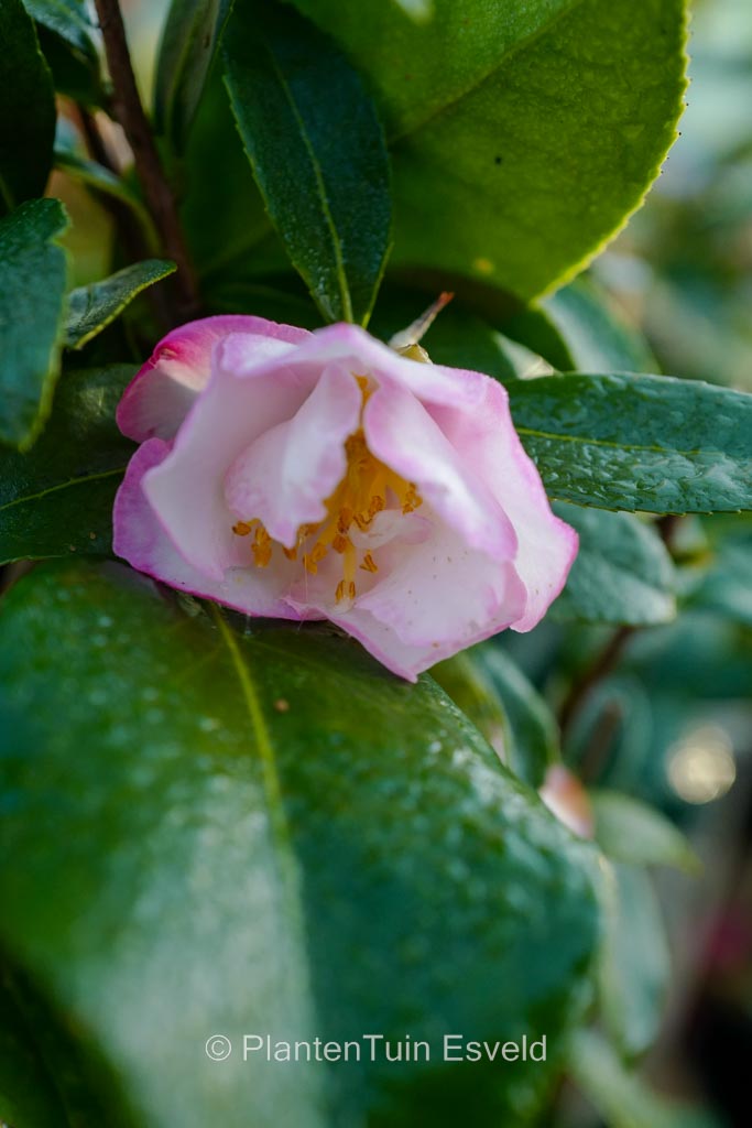Camellia sasanqua 'Paradise Jennifer'