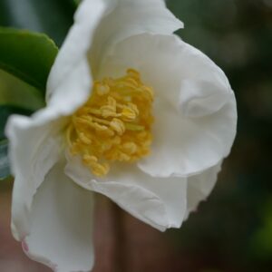 Camellia sasanqua 'Setsugekka'