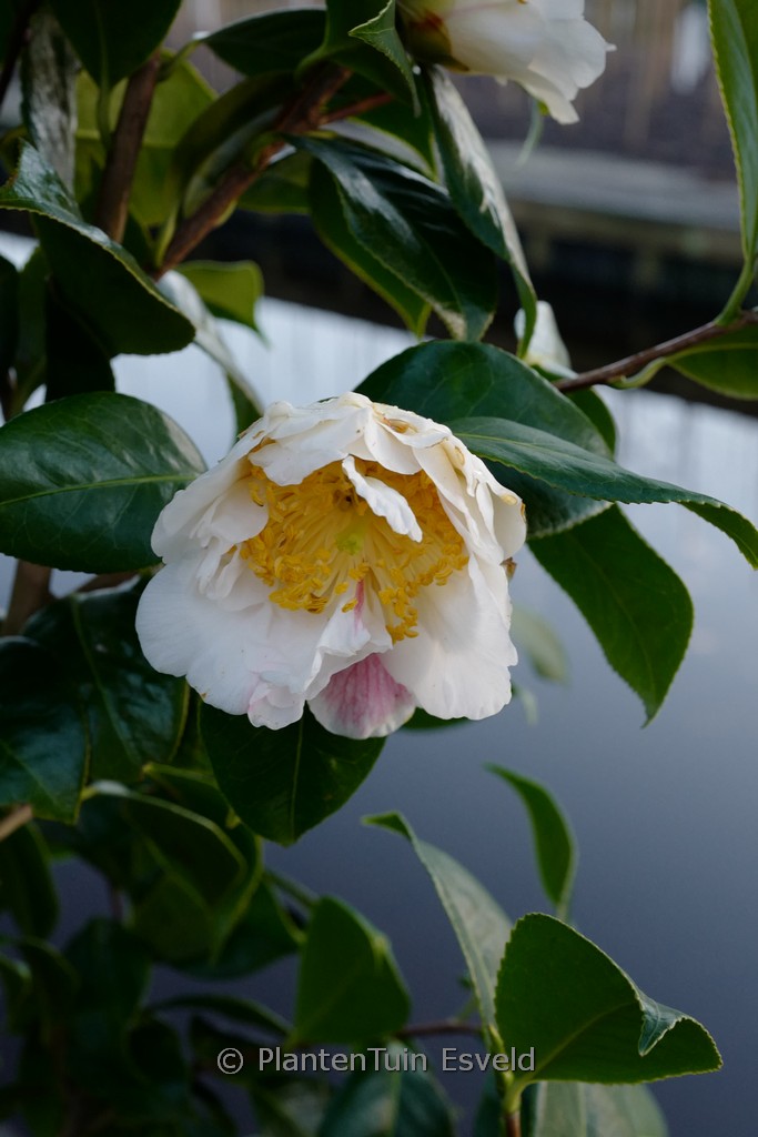 Camellia 'Scented Sun'