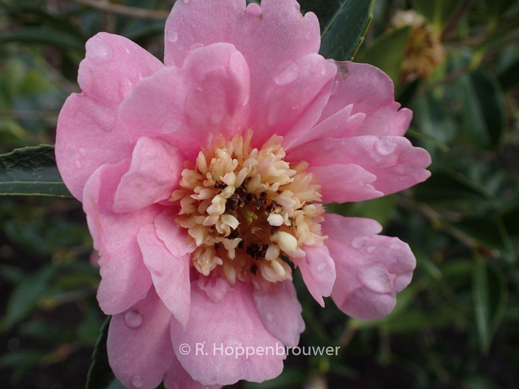 Camellia 'Sugar Dream'