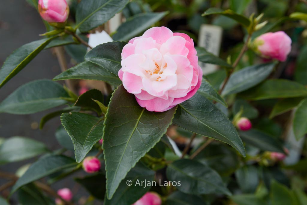 Camellia 'Sweet Jane'