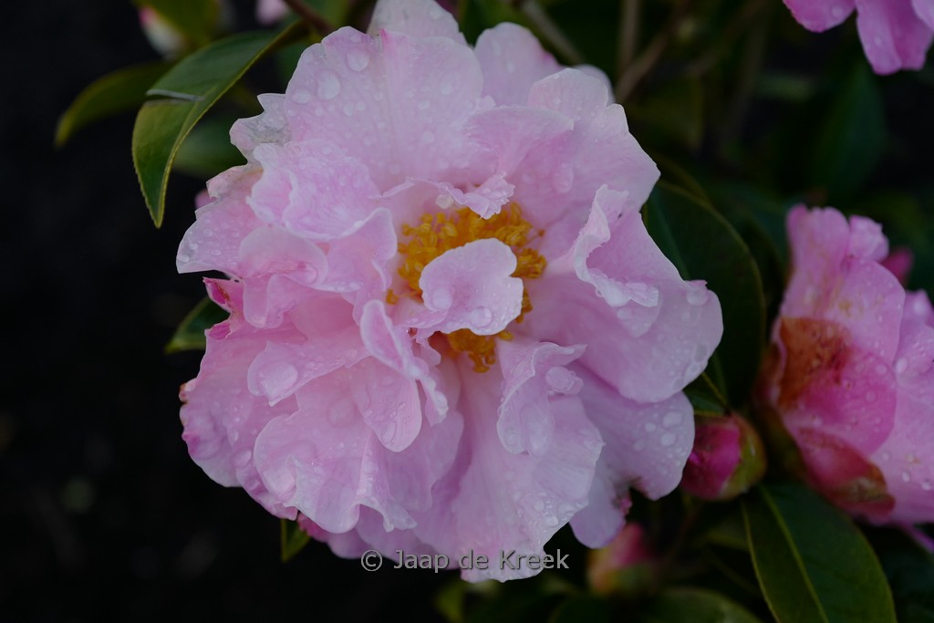 Camellia williamsii 'Free Style'