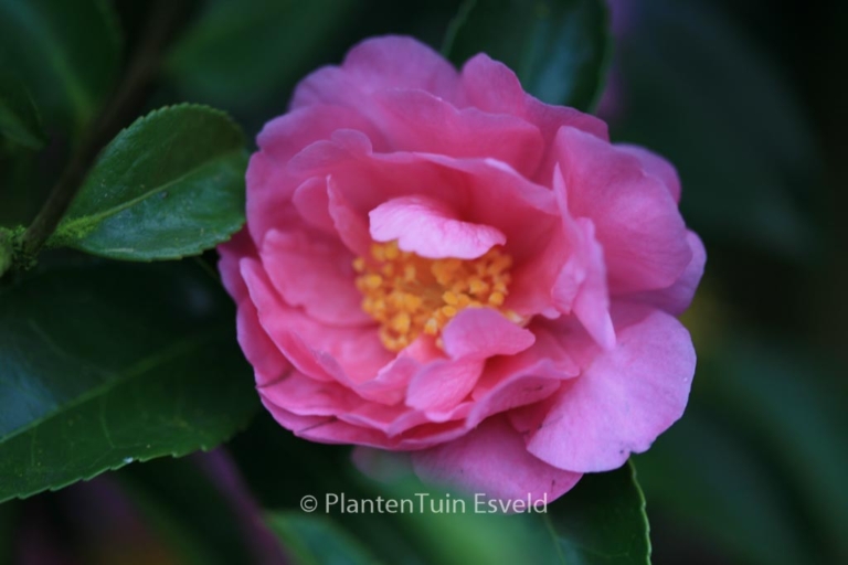 Camellia 'Winter's Joy'