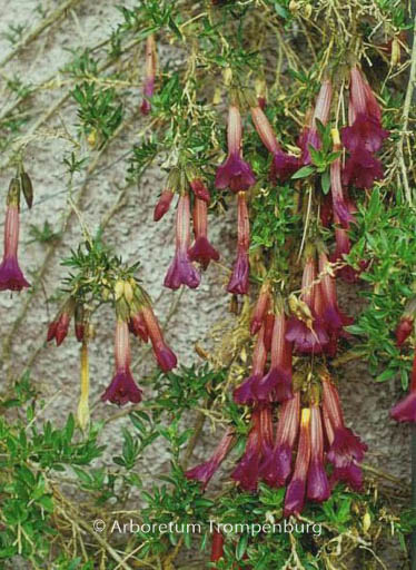 Cantua buxifolia