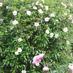 Carpenteria californica