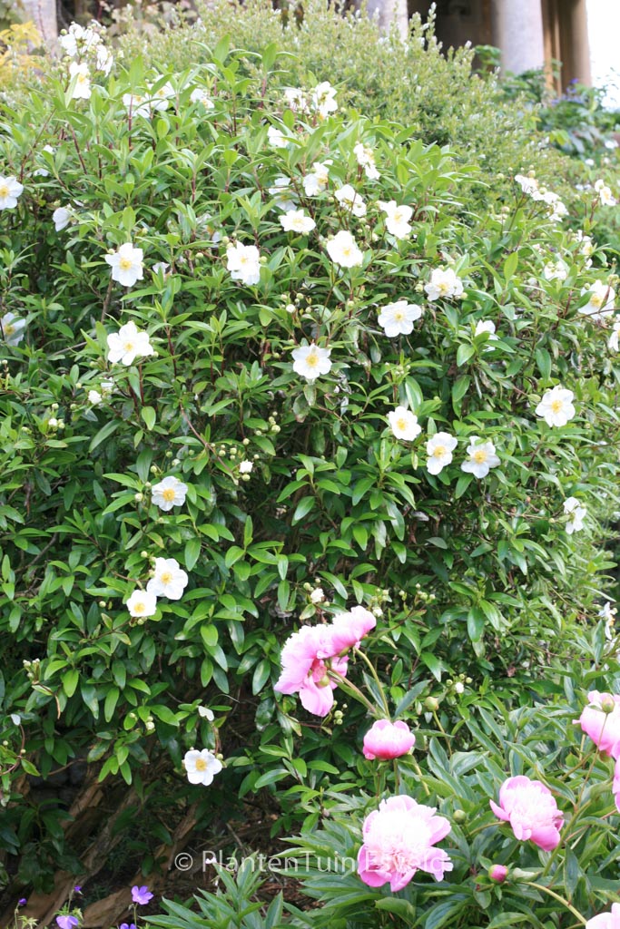 Carpenteria californica