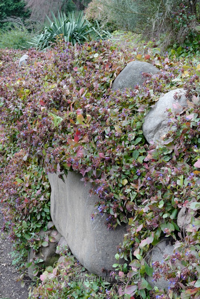 Ceratostigma plumbaginoides - Afbeelding 2