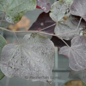 Cercis canadensis 'Ace of Spades'