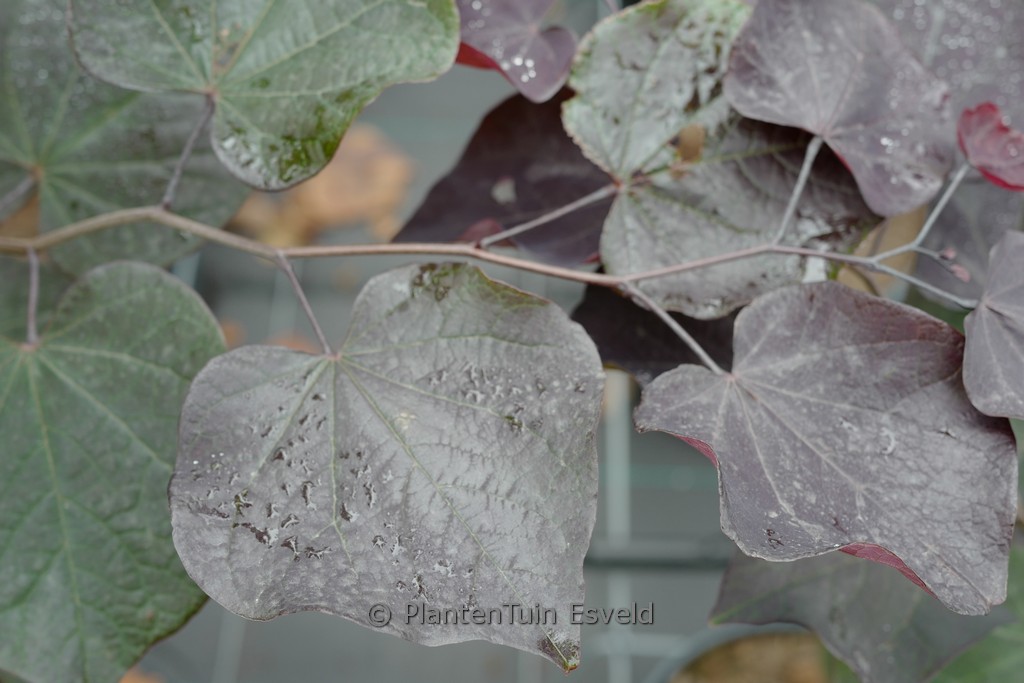 Cercis canadensis 'Ace of Spades'