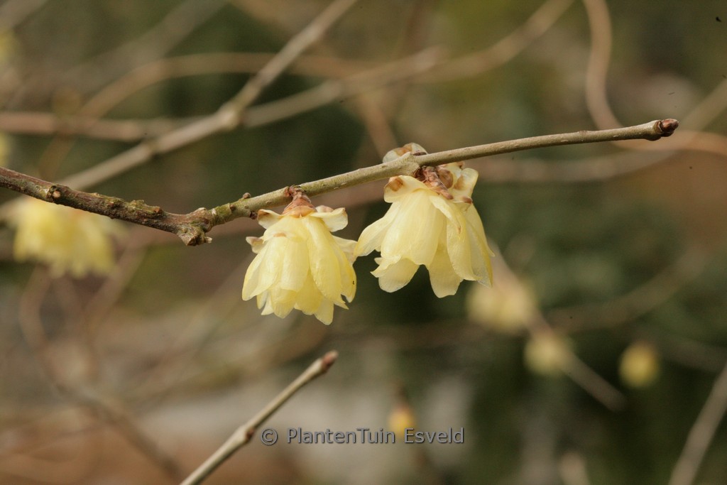 Chimonanthus praecox 'Luteus' - Afbeelding 2