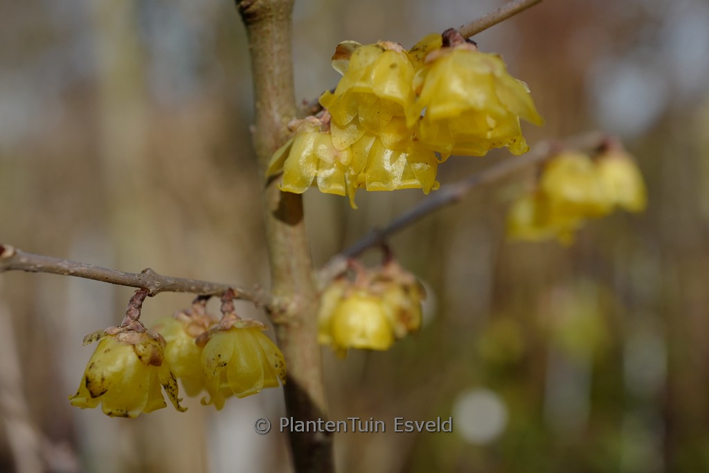 Chimonanthus praecox 'Luteus' - Afbeelding 5
