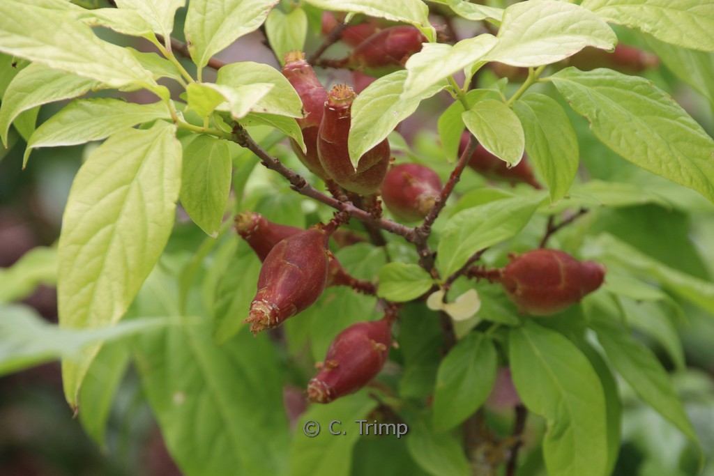 Chimonanthus praecox 'Luteus' - Afbeelding 6
