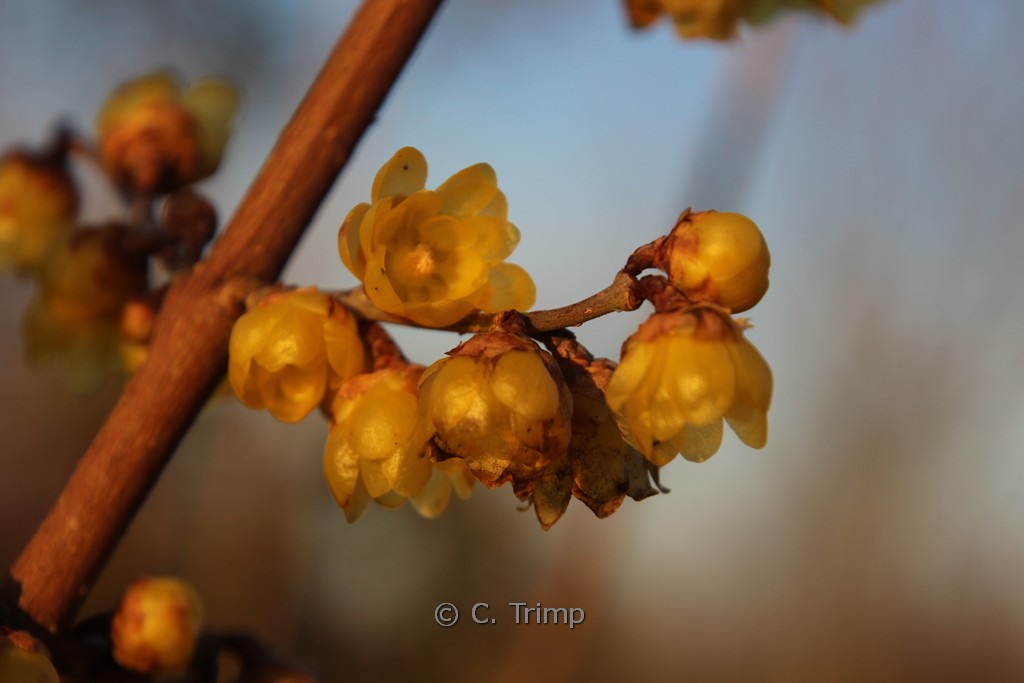 Chimonanthus praecox 'Luteus' - Afbeelding 7