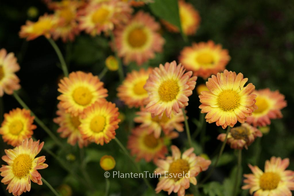 Chrysanthemum 'Dernier Soleil'