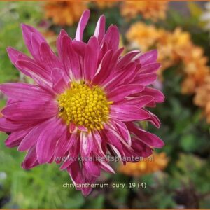 Chrysanthemum 'Oury'