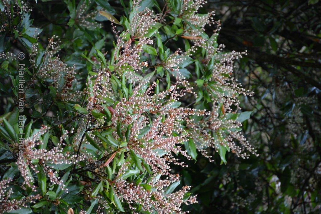 Clethra arborea