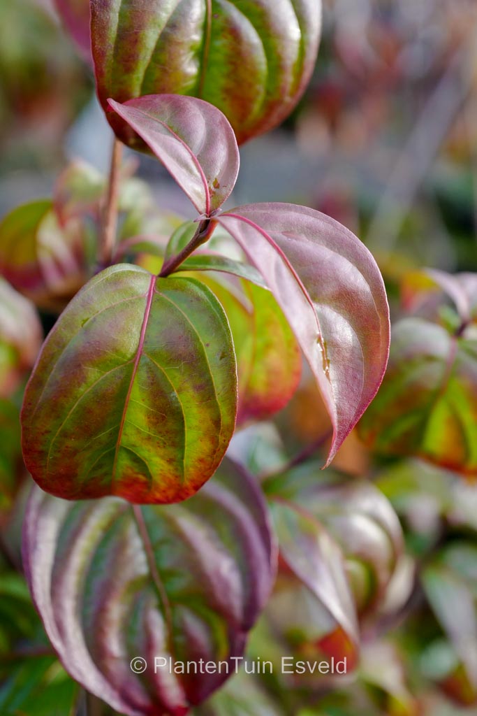 Cornus 'Blooming Pink Tetra'