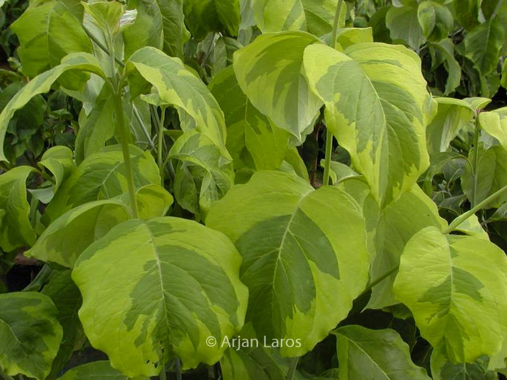 Cornus florida 'Rainbow'