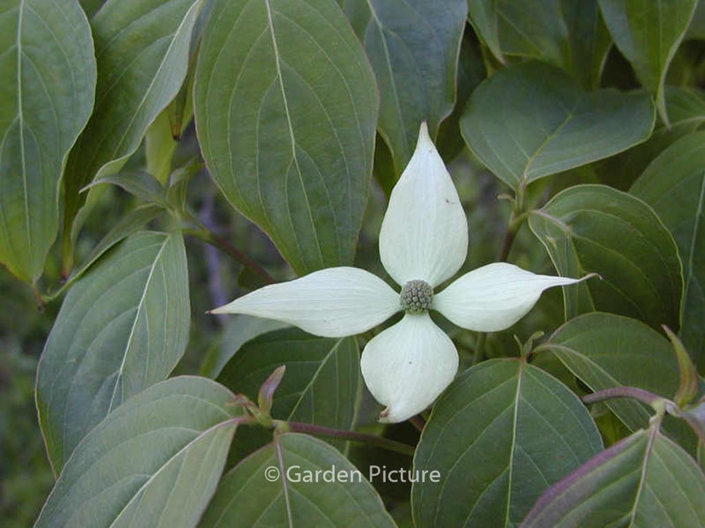 Cornus kousa 'Blue Shadow'