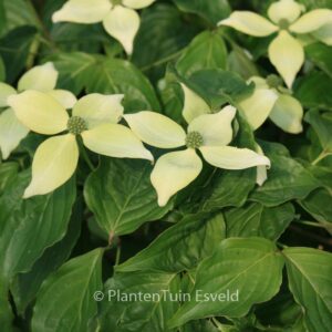 Cornus kousa 'National'