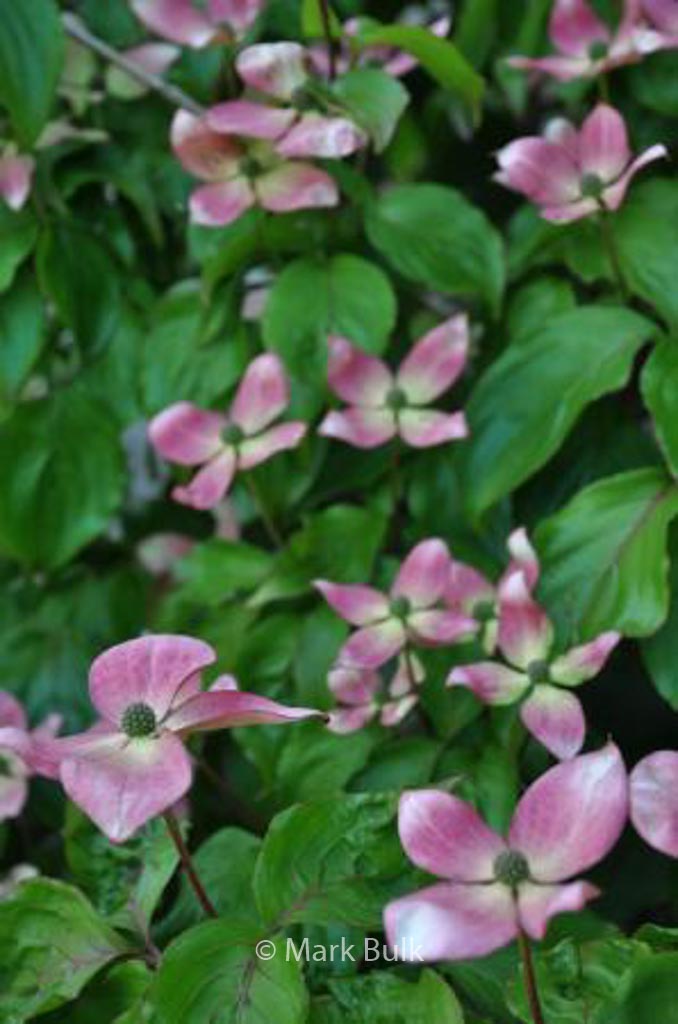 Cornus kousa 'Peve Satomi Compact'