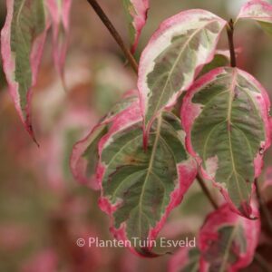 Cornus kousa 'Summerfun'
