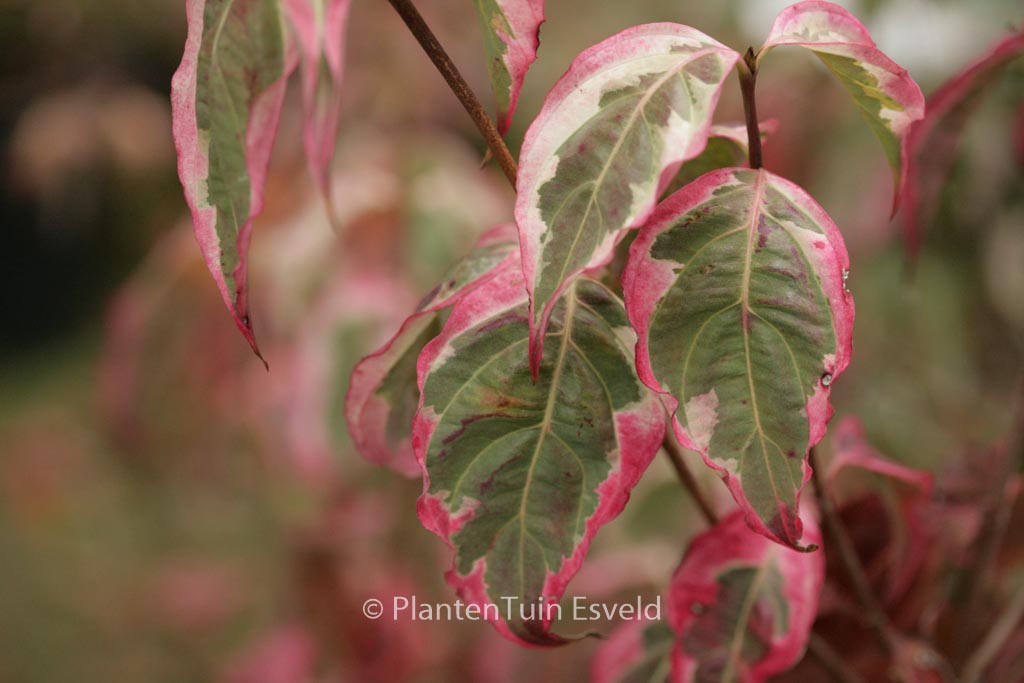 Cornus kousa 'Summerfun'