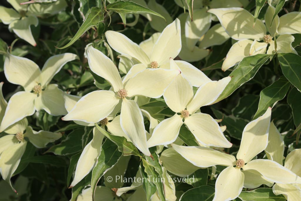 Cornus kousa 'Teresa'
