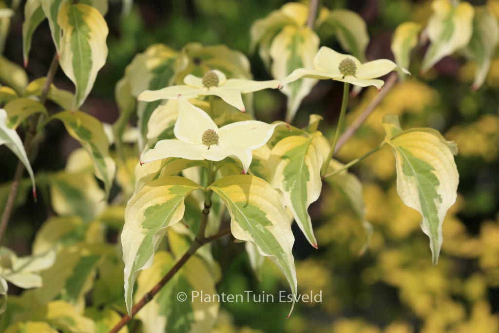 Cornus kousa 'Tri-Splendor'