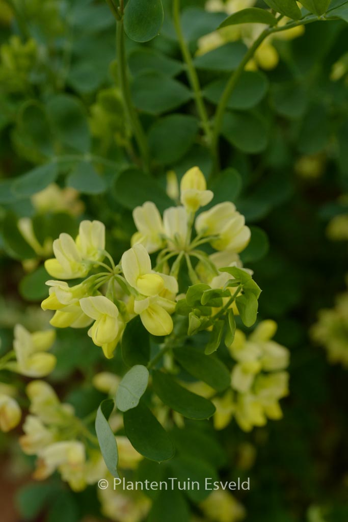 Coronilla valentina 'Citrina'